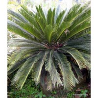 Cycad Plants